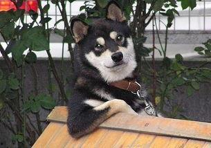 追你跟熬鹰似的,追你如熬鹰般坚韧不拔