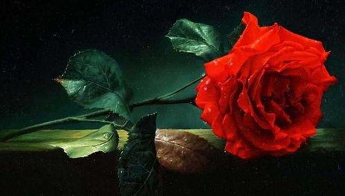 玫瑰的真相,美丽背后的故事