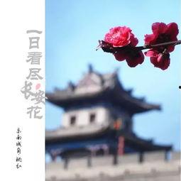 谢尽长安花,一场别离与重逢的传奇之旅